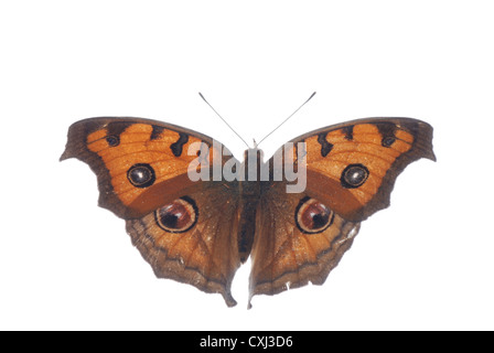 peacock pansy butterfly, Junonia almana Stock Photo