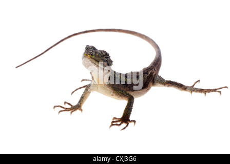animal lizard Chinese tree dragon isolated Stock Photo