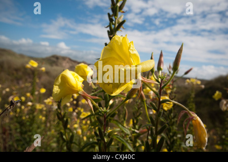 Common Evening Primrose  Oenothera biennis Stock Photo