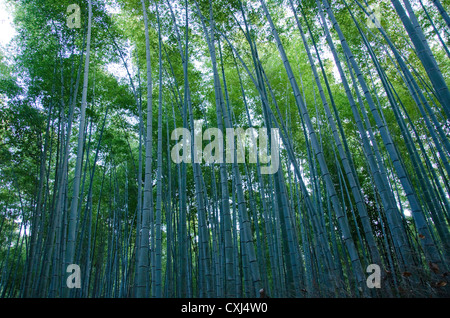 Background of green japanese bamboo stems in a forest seen from the side Stock Photo