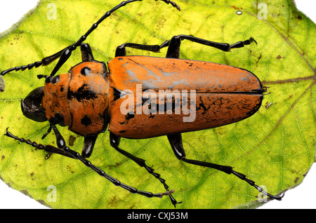 rare insect Trictenotomidae beetle isolated Stock Photo