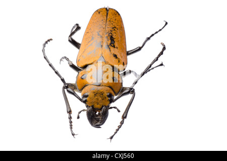 Trictenotomidae beetle Stock Photo