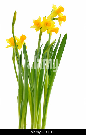 beautiful daffodils on white background Stock Photo