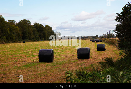 Hay bale with black covering Cambridgeshire Stock Photo