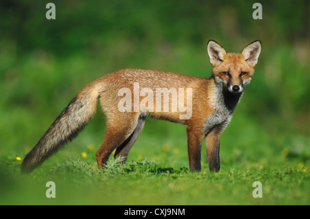 A sleek red fox UK Stock Photo