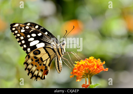 Lime butterfly (Papilio demoleus) feeding on flower (Lantana camara) Stock Photo