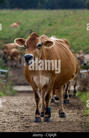 Pedigree Jersey cows on dairy farm, Frensham, Surrey, UK. Stock Photo