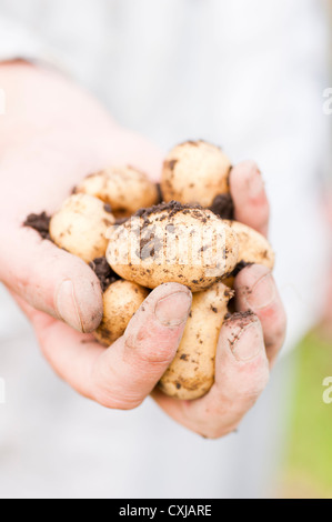 Hand holding fresh picked potatoes Stock Photo