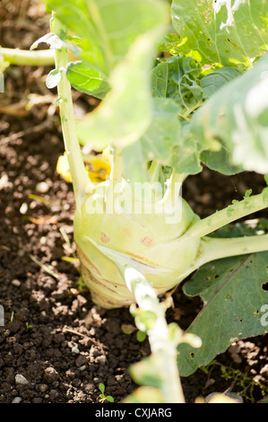 Vegetable garden with Kohlrabi (German turnip) Stock Photo