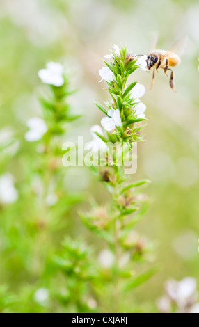 Herbal garden with bee buzzing by fresh organic Winter savory plants Stock Photo
