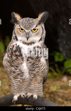 10 year old Great Horned Owl (Bubo virginianus occidentalis) on farm, Frensham, Surrey, UK.