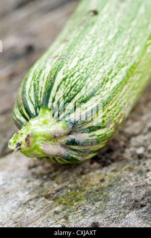 Closeup of fresh green squash lying on wooden table in a garden Stock Photo