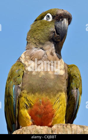Portrait Burrowing Parrot (Cyanoliseus patagonus) on the blue sky background Stock Photo