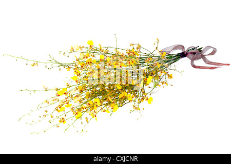 very rare kind of miniature orchids isolated on white background Stock Photo