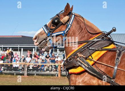 Belgian horse team in pull harness after competing in a horse pull ...