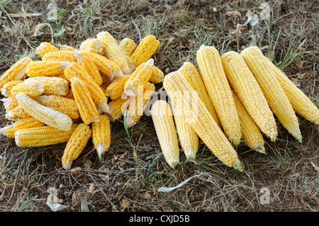 Corn Stock Photo