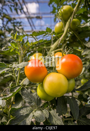 Tomatoes in greenhouse, Iceland Greenhouses are heated with geothermal energy keeping the cost of energy affordable and clean. Stock Photo