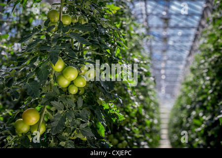 Tomatoes in greenhouse, Iceland Greenhouses are heated with geothermal energy keeping the cost of energy affordable and clean. Stock Photo