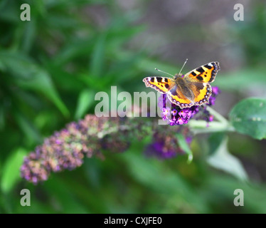 Small Tortoiseshell (Nymphalis urticae) butterfly on a Buddleja davidii (Buddleia davidii) Stock Photo