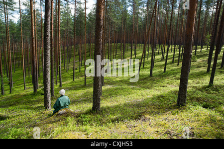Pine ( pinus sylvestris ) heath / coniferous taiga forest growing on dry glacial esker and an elderly woman sitting .  Finland Stock Photo