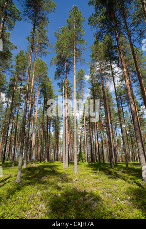 Boreal pine ( pinus sylvestris ) heath / coniferous taiga forest growing on dry heathland on glacial esker , Finland Stock Photo