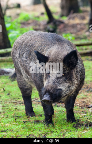 Wild Boar (Sus scrofa) Stock Photo