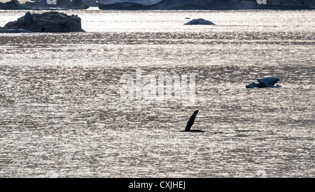 Juvenile humpback whale surfaces in waters off the western coast of Greenland near Ilulissat. Stock Photo
