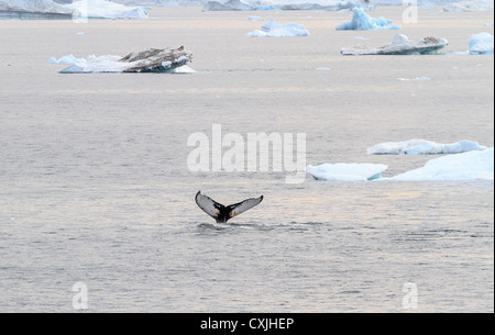 Juvenile humpback whale surfaces in waters off the western coast of Greenland near Ilulissat. Stock Photo