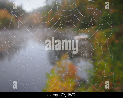 Spider web with dew drops, Autumn landscape blurred in background Stock Photo