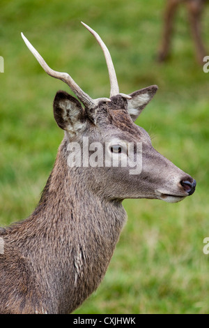 Red deer (Cervus elaphus) young stag, UK Stock Photo