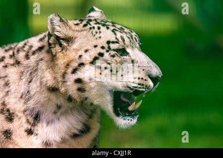 Snow leopard (Uncia uncia) bares teeth Stock Photo
