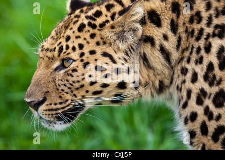 Amur leopard (Panthera pardus) Stock Photo