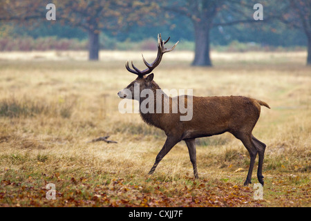 Red Deer (Cervus Elaphus) stag portrait, walking, profile, Richmond Park, UK