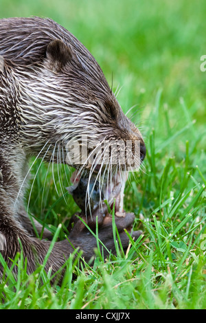 Eurasian Otter (Lutra lutra) feeding on fish, UK Stock Photo