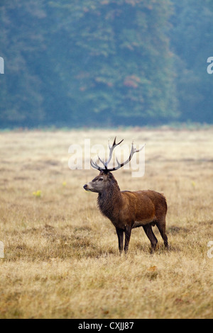 Red Deer (Cervus Elaphus) stag portrait, UK Stock Photo