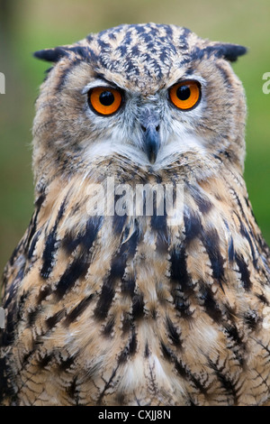 Eurasian Eagle Owl (Bubo bubo) portrait, UK Stock Photo