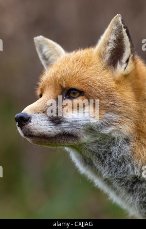 Red fox, (Vulpes vulpes), portrait, head face close up Stock Photo