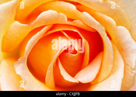 a close-up of a orange rose Stock Photo