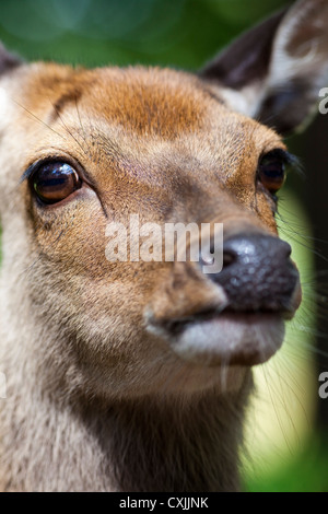 Sika deer (Cervus nippon) closeup Stock Photo