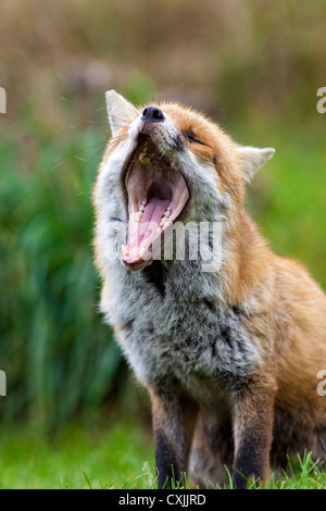 Red fox (Vulpes vulpes) with mouth open, yawning, UK Stock Photo