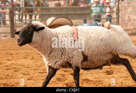 Young cowboy riding sheep during Mutton Busting event Rodeo, Bruneau, Idaho, USA Stock Photo