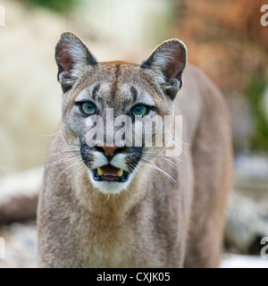 Puma (Puma concolor) Stock Photo