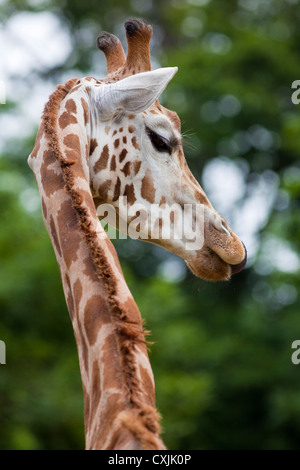 Rothschild Giraffe (Giraffa camelopardalis) neck and head profile