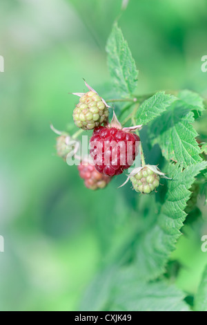 Raspberry Autumn Bliss Stock Photo - Alamy