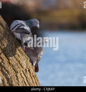 Rock pigeon (Columba livia) on tree in a city park, UK Stock Photo