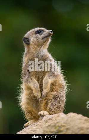 Meerkat (Suricata suricatta) alert and on watch Stock Photo