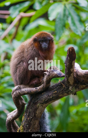 Red Titi Monkey (Callicebus cupreus) on branch Stock Photo