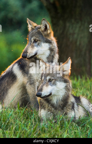 Grey Wolf in the wild (Canis lupus) Indiana, USA Stock Photo