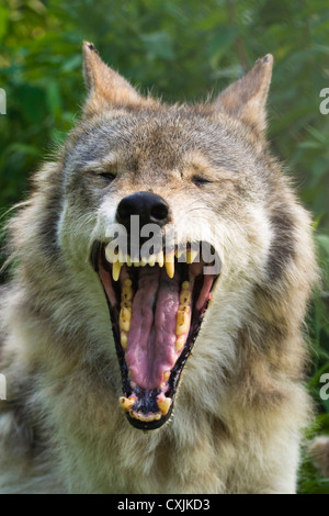 Grey Wolf (Canis lupus), USA Stock Photo