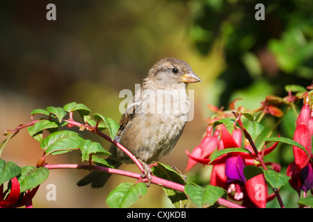 Small (Passer domesticus) House Sparrow bird - sitting on a fuchsia plant in a garden in summer, UK Stock Photo